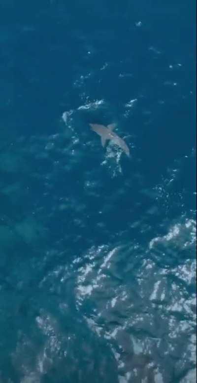 🔥 A huge Orca hunting a Great White shark