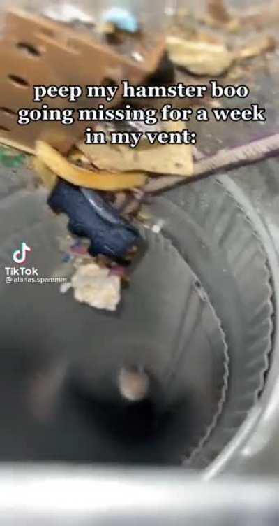 Hamster goes on an important mission for a week