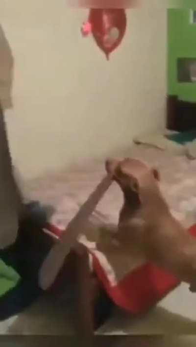 Cachorro: Uma hora vc vai errar esse parry, arrobando!