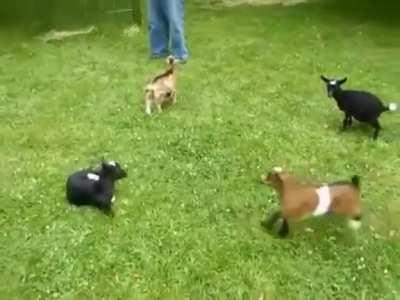 Footage of Aiyuk practicing his hurdles last week