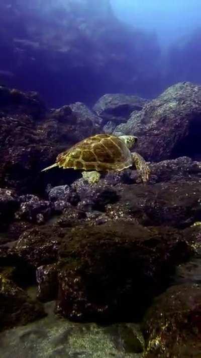 Наверное, главная встреча за каникулы. Потом два дня в дайв-центре все обсуждали, кто где видел, куда уплыла и вообще