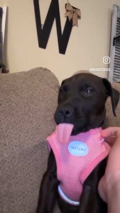 Tongue.exe has stopped working