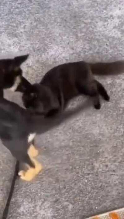 Хороший парень линчует чёрного. Жесть. 18+