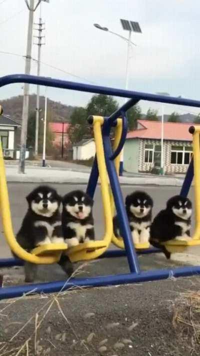 Cute Dogs On A Swing