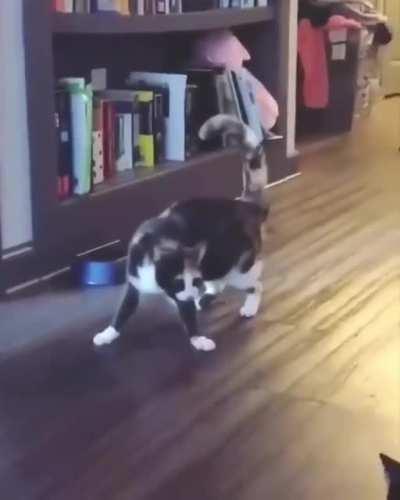 What is your cat doing?