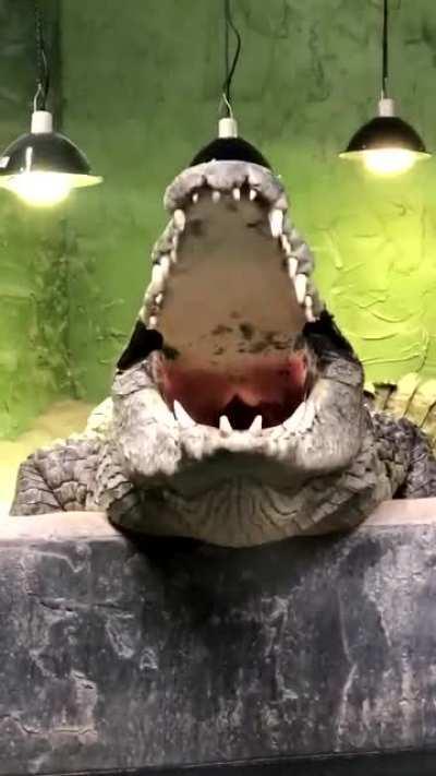 A Crocodile Roaring without the use of vocal cords.