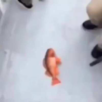 british chip company