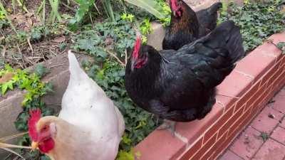 I love this sound the girls make. I call it internal screaming.