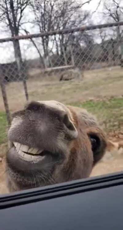 Meanwhile you got Eddie Murphy over here...