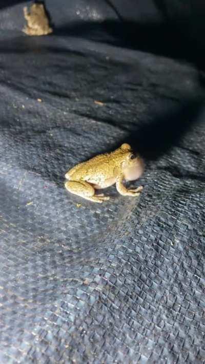 gay tree frog mating call