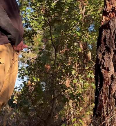 Letting out a gorgeous golden flow after yesterday's hike