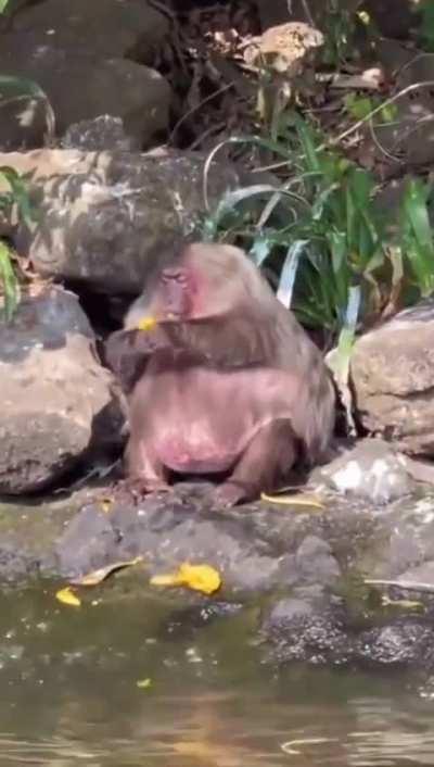 This unit of an ape hasn't missed many meals