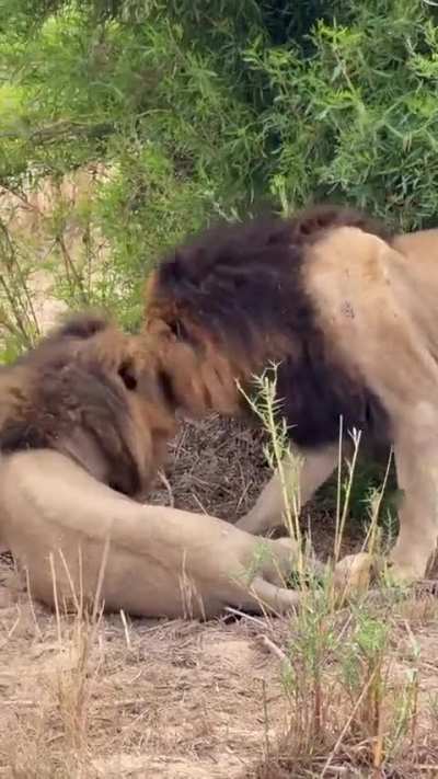Brotherly love between the 2 Gijima males this morning. Sabi Sands, South Africa 🇿🇦 📹