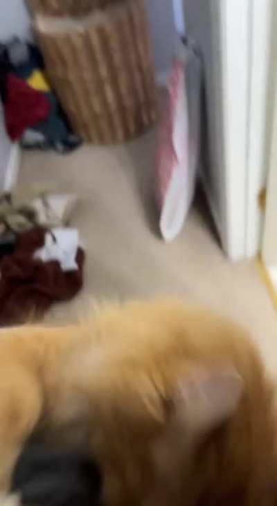 The kitten is in attack mode