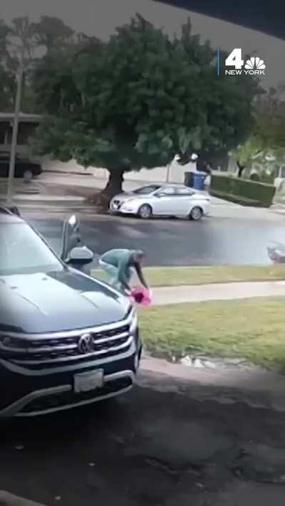 When a coyote decides to try and attack a toddler