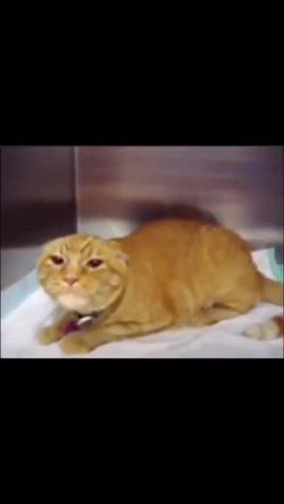 What is the cat saying