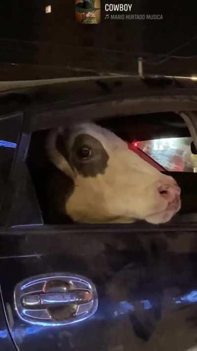 Cow riding a prius in Mongolia