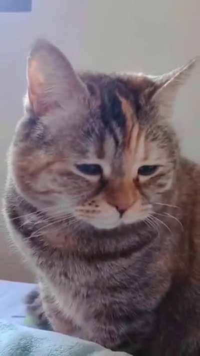 The most sad catto...