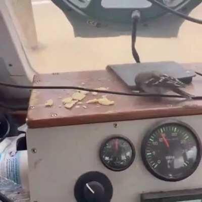 This Fisherman Rescues Small Birds That Get Blown Out To Sea From Heavy Winds