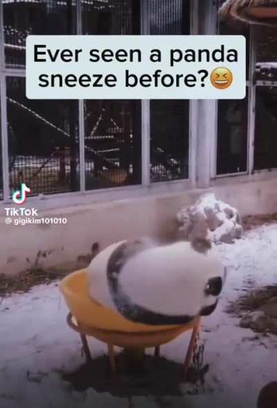 Panda Sneeze