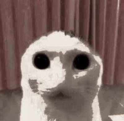 me when I find out that people actually watch furry youtubers