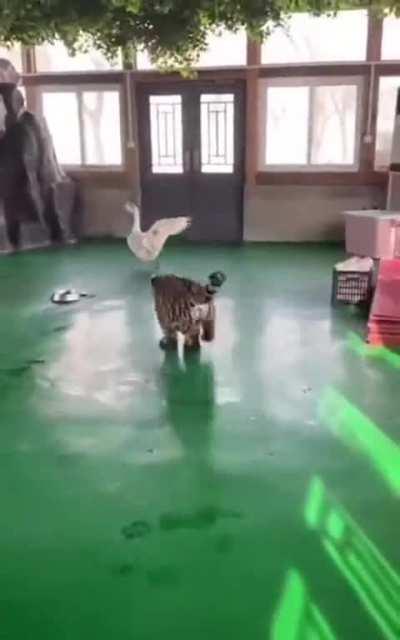 Peace was never an option.