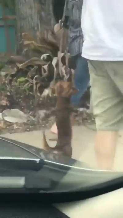 Identifies as hooman