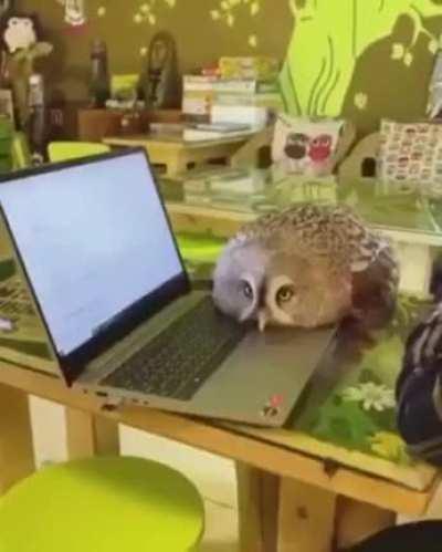 Owl knows how to use microsoft word!