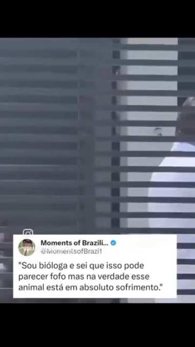 Animal em sofrimento