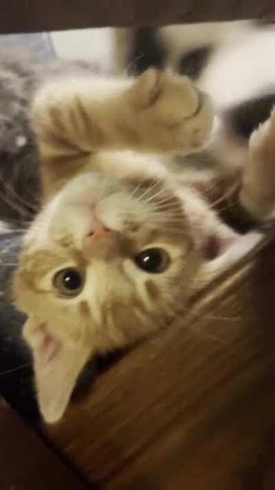 Always looks like he is gonna eat him but this is what they do 24/7.