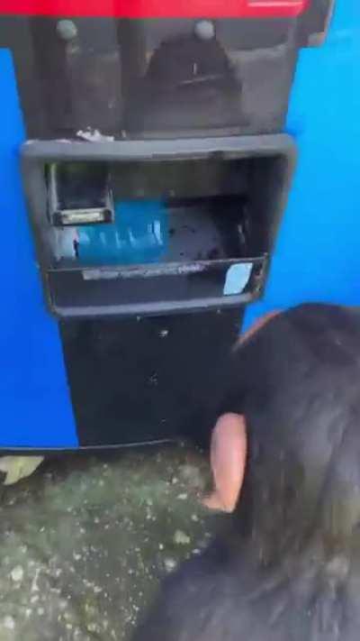 Şu hayvan şeriatçılardan daha zeki amk