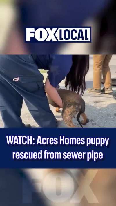 Dog pulled from sewer pipe