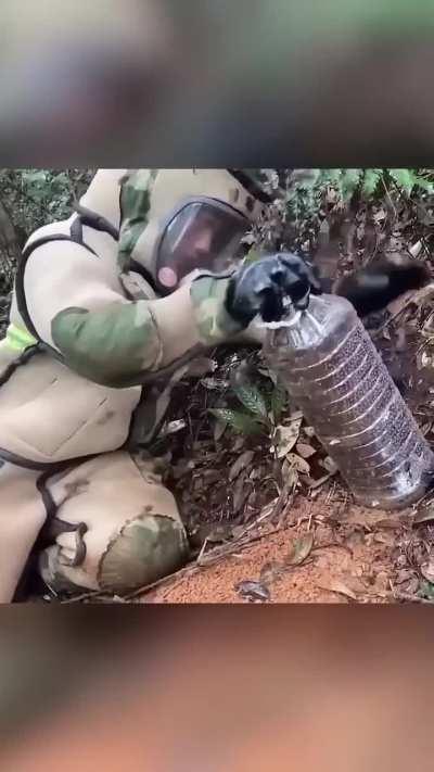 How hornet hunters track the location of the hidden hive