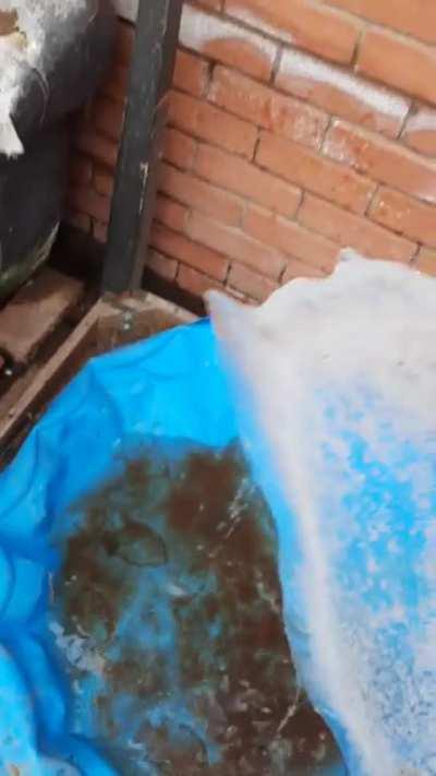 cleaning my grandma's backyard when I found this monster