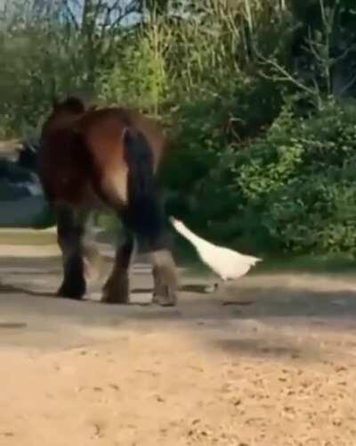 What could go wrong annoying a horse