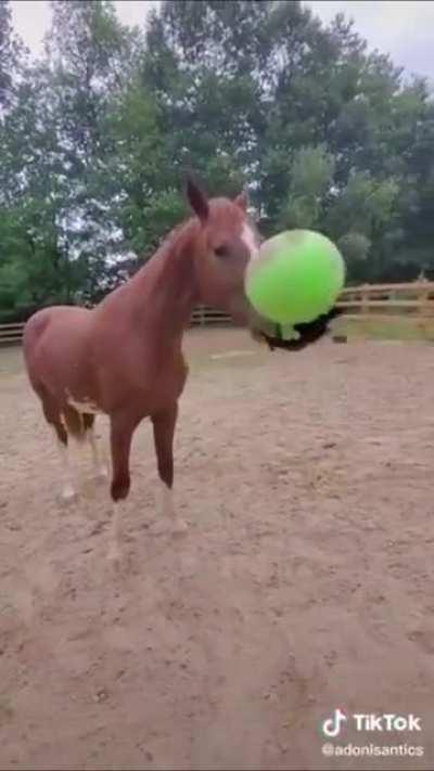 Horse murders local camerawoman