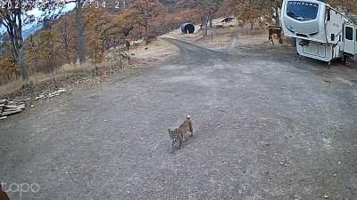 Look at that saunter.