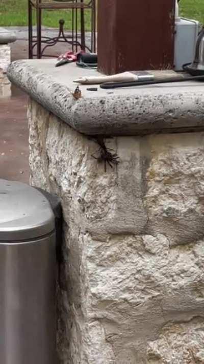 Tarantula Hawk carrying a tarantula the size of its body (CFV Nature Edition)