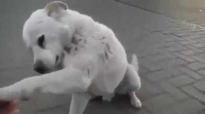 Playing with stray doggo