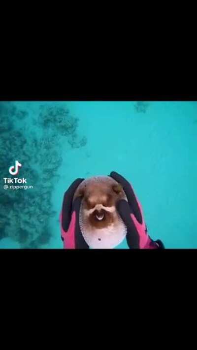Puffer fish gets pets