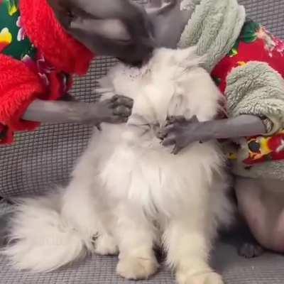 Назойливые стилисты.