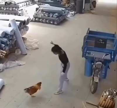 Woman chicken fight