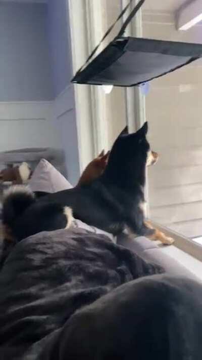 Can someone translate??