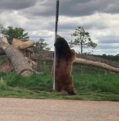 rRuSsIaNs FoRcE bEaR tO pOLe dAnCe DuE tO lOcKdOwN oF sTrIp ClUbS