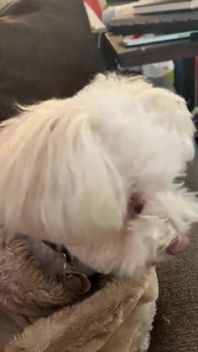 My dog was a little skeptical of the AC guy today