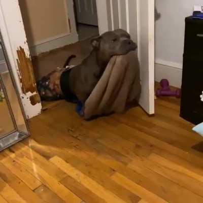 Cantu Coming In For His Nighttime Cuddles