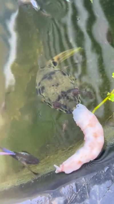 Shrimp dinner for Pugsley