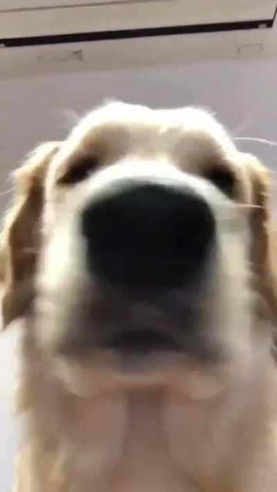 If you’re having a bad day, here’s a kiss from Kelso