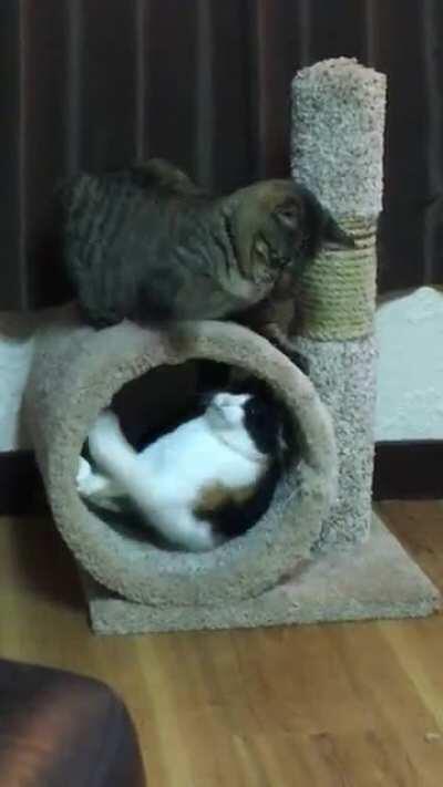 It’s all slaps and games until mom yells