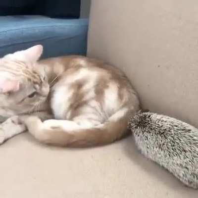 Hedgehog has no patience for the cat in its comfy spot